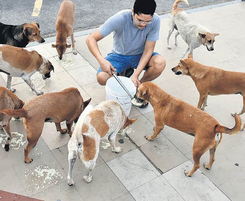 BBMP introduces daily chicken rice meal for city’s stray dogs