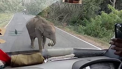 இந்தியாவில் யானை தாக்குதல்:  2,800க்கும் மேற்பட்டோர் பலி