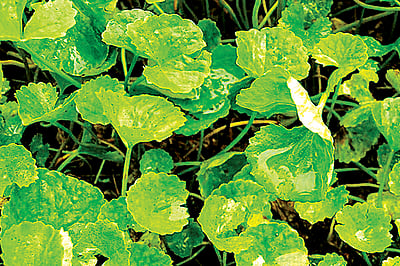 ஆயுள் காக்கும் ஆயுர்வேதம்: படுக்கையிலேயே கிடப்பவர் நலமாக வழி என்ன?