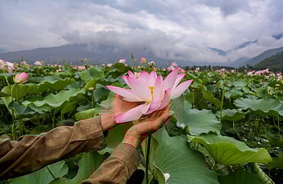 ஜம்மு-காஷ்மீரின் வுலர் ஏரியில் பூத்த தாமரை! 30 ஆண்டுகளுக்குப் பின்