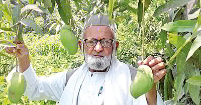 ஒரே மரத்தில் 350 இன  மாங்காய்கள்..