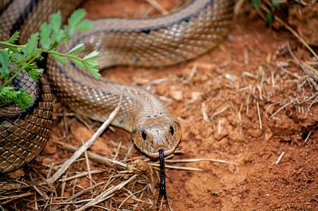 Snakebite incidents rise in Keralam
