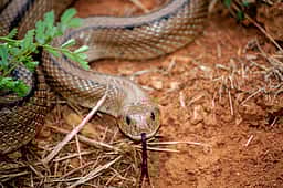 கேரளம்: அதிகரிக்கும் பாம்புக் கடி சம்பவங்கள்; ஒரே நாளில் 16 பேர் பாதிப்பு