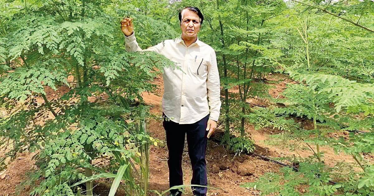 முருங்கைப் பொடியின் மகத்துவம்...