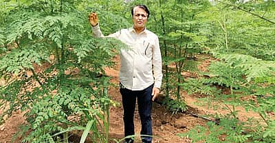 முருங்கைப் பொடியின் மகத்துவம்...