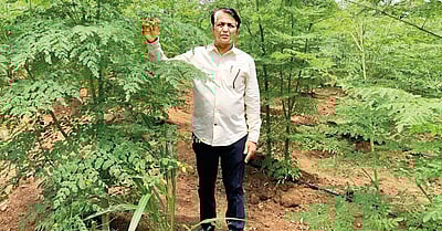 முருங்கைப் பொடியின் மகத்துவம்...