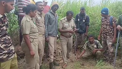 தாளவாடி கரும்புத் தோட்டத்தில்  சிறுத்தை குட்டி மீட்பு!