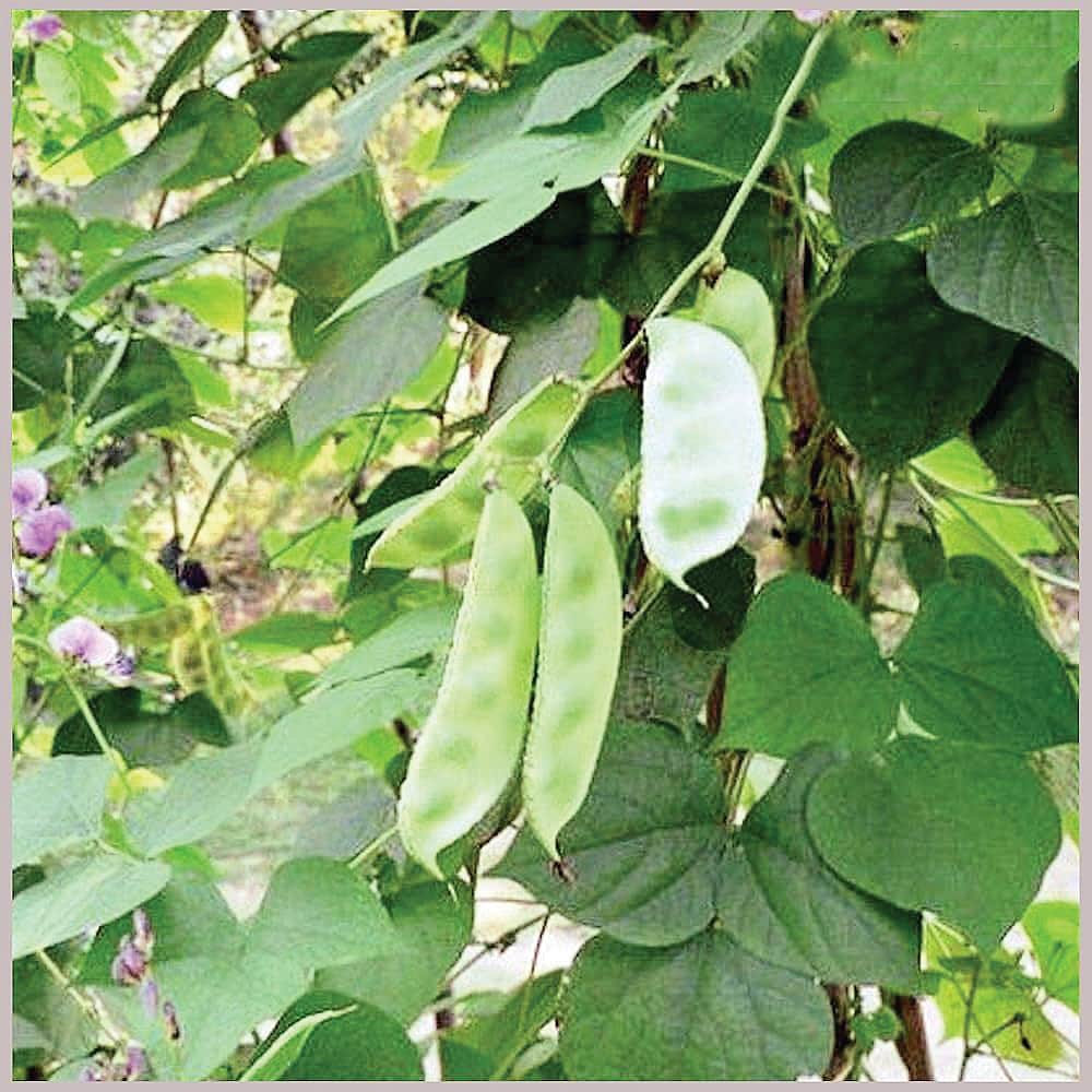 சித்த மருத்துவக் குறிப்புகள்...