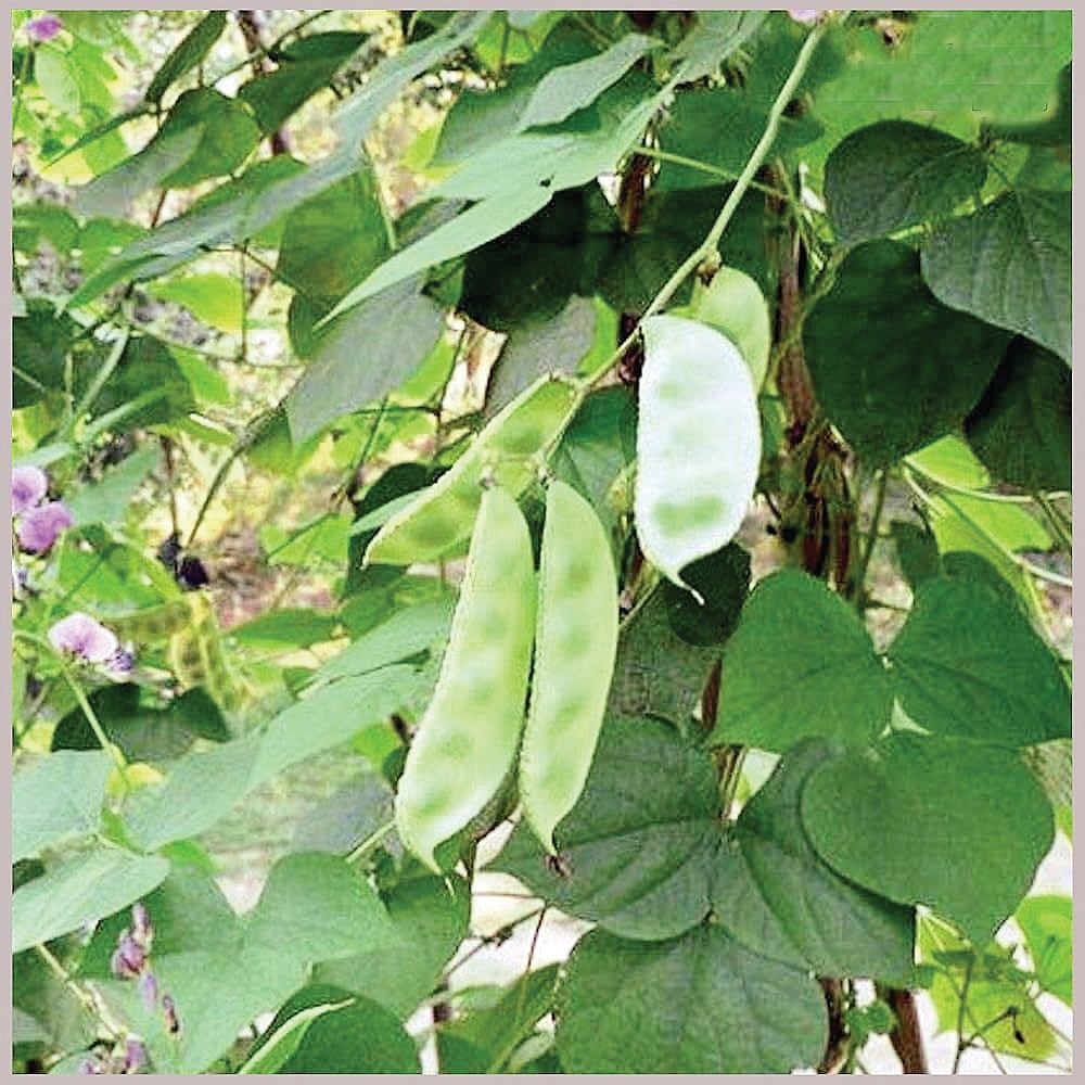 சித்த மருத்துவக் குறிப்புகள்...