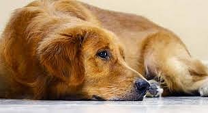 பிகாரில் நாய்க்கு இருப்பிடச் சான்றிதழ்: ஊழியா்கள், விண்ணப்பதாரா் மீது காவல் துறை வழக்கு