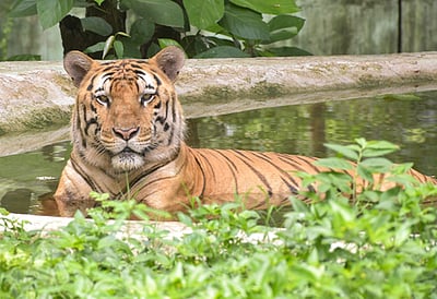 4 வயது சிறுவனைக் கவ்விச் சென்ற புலி: வால்பாறையில் அதிர்ச்சி!