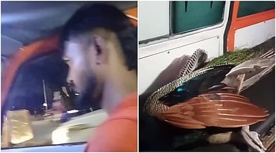 விபத்தில் சிக்கிய மயிலை 7 நிமிடத்தில் வனத்துறையிடம் ஒப்படைத்த ஆம்புலன்ஸ் ஓட்டுநர்: வைரலாகும் விடியோ!