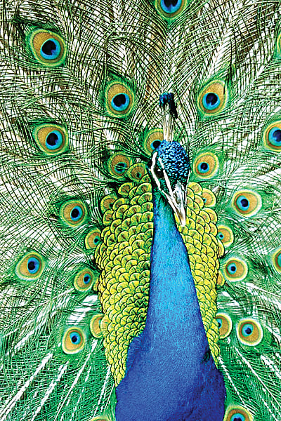 மயிலக்கா