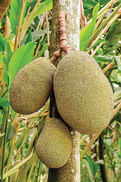 கனி