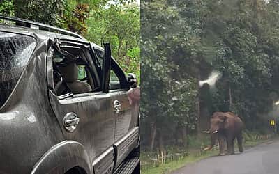 அதிரப்பள்ளி சாலையில் காரை தாக்கிய ஒற்றை காட்டுயானை: சுற்றுலா பயணிகள் பீதி 
