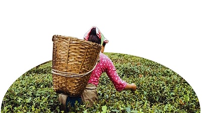 ஜூனில் 9 சதவீதம் சரிந்த தேயிலை உற்பத்தி