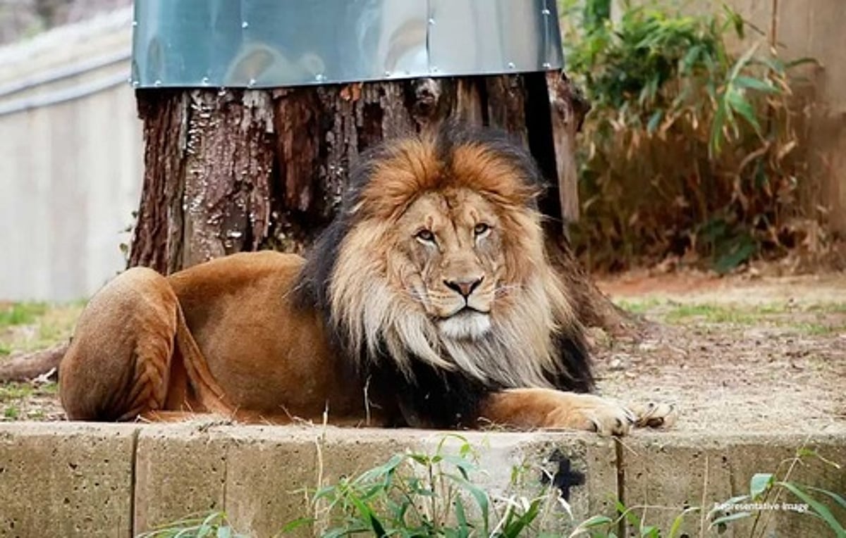 மிருகங்களுக்கு உணவாக செல்லப் பிராணிகள்: டென்மாா்க் மக்களிடம் வேண்டுகோள்