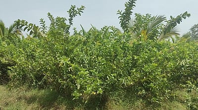 கொய்யா சாகுபடியில் ஆா்வம் காட்டும் விழுப்புரம் மாவட்ட விவசாயிகள்!