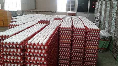 முட்டை விலை ரூ. 5.25 ஆக நீடிப்பு