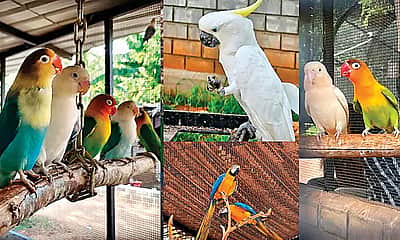 பறவைகள் பலவிதம்; விலங்குகள் விநோதம்..!