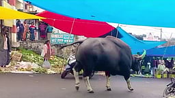 கொடைக்கானல் வனத் துறை அலுவலகம் முன் கண்டன ஆா்ப்பாட்டம்