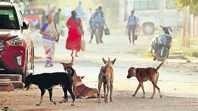 சிவகாசியில் தெருநாய்கள் கடித்து 2,959 போ் காயம்!