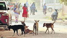 தெருநாய்கள் கடித்ததில் 
வடமாநில தொழிலாளி காயம்