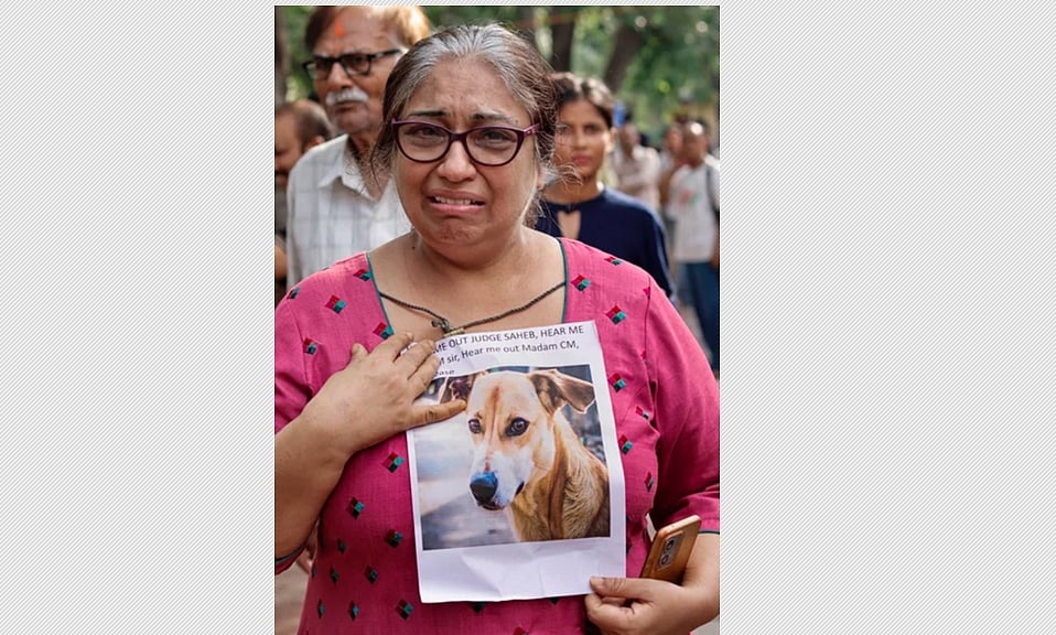 தெருநாய்கள் அகற்றம்: உச்சநீதிமன்ற உத்தரவுக்கு ராகுல், பிரியங்கா அதிருப்தி