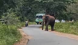 யானை துரத்தியதில் இருசக்கர வாகனத்தில் இருந்து கீழே விழுந்த வியாபாரி படுகாயம்