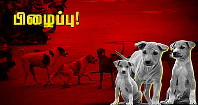 சொல்லப் போனால்... நாய் படும் பாடு!
