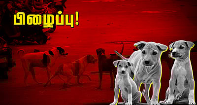 சொல்லப் போனால்... நாய் படும் பாடு!