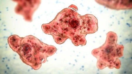 மூளையைத்-தின்னும்-அமீபா:-மனித-மூளைக்குள்-எப்படி-நுழைகிறது?-தடுப்பு-நடவடிக்கைகள்-என்ன?