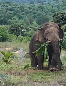 குடியிருப்பு பகுதியில் நுழைந்த ஒற்றை யானையால் கிராம மக்கள் அச்சம்!