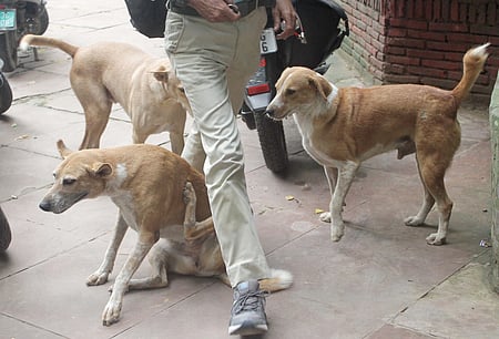 2025-ல் இதுவரை 5.25 லட்சம் பேர் நாய்க்கடியால் பாதிப்பு: 28 பேர் பலி