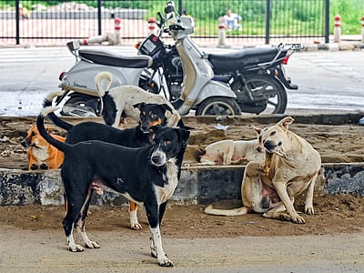 உ.பி.யில் இறந்த குழந்தையின் உடலை தூக்கிச்சென்ற தெரு நாய் 