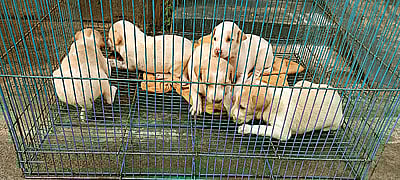 நாய்கள் தத்தெடுப்பு...