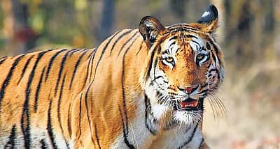 இந்தியா தலைமையிலான புலி இனங்களைப் பாதுகாக்கும் கூட்டணியில் இணைந்த நேபாளம்!