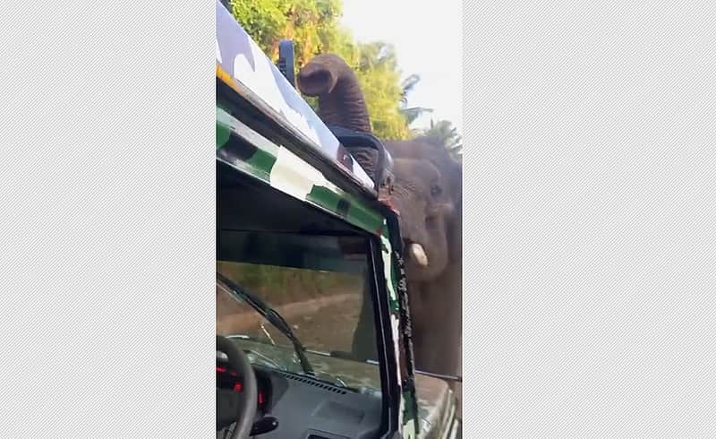 Wild elephant attacks forest department vehicle in Coimbatore