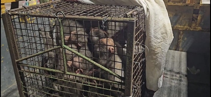 முருகன் கோயிலில் ஓரே நாளில் 
கூண்டில் சிக்கிய 20 குரங்குகள்