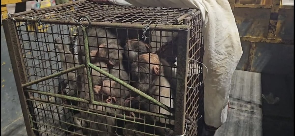 முருகன் கோயிலில் ஓரே நாளில்
கூண்டில் சிக்கிய 20 குரங்குகள்