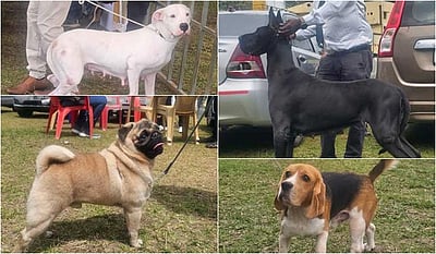 கொடைக்கானலில் நாய்கள் கண்காட்சி