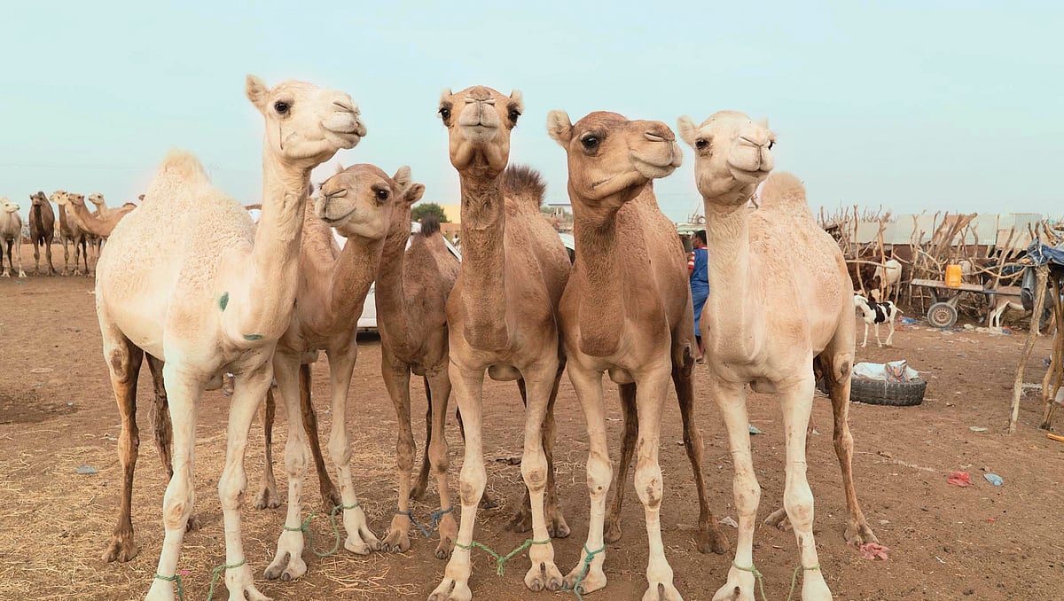 ஒட்டகப் பால்...