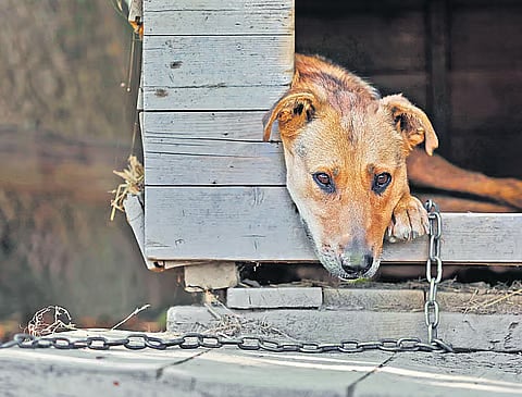 நாய்-வளர்ப்போர்-கவனத்துக்கு.!-மைக்ரோ-சிப்-பொருத்தாவிட்டால்-ரூ.3000-அபராதம்!