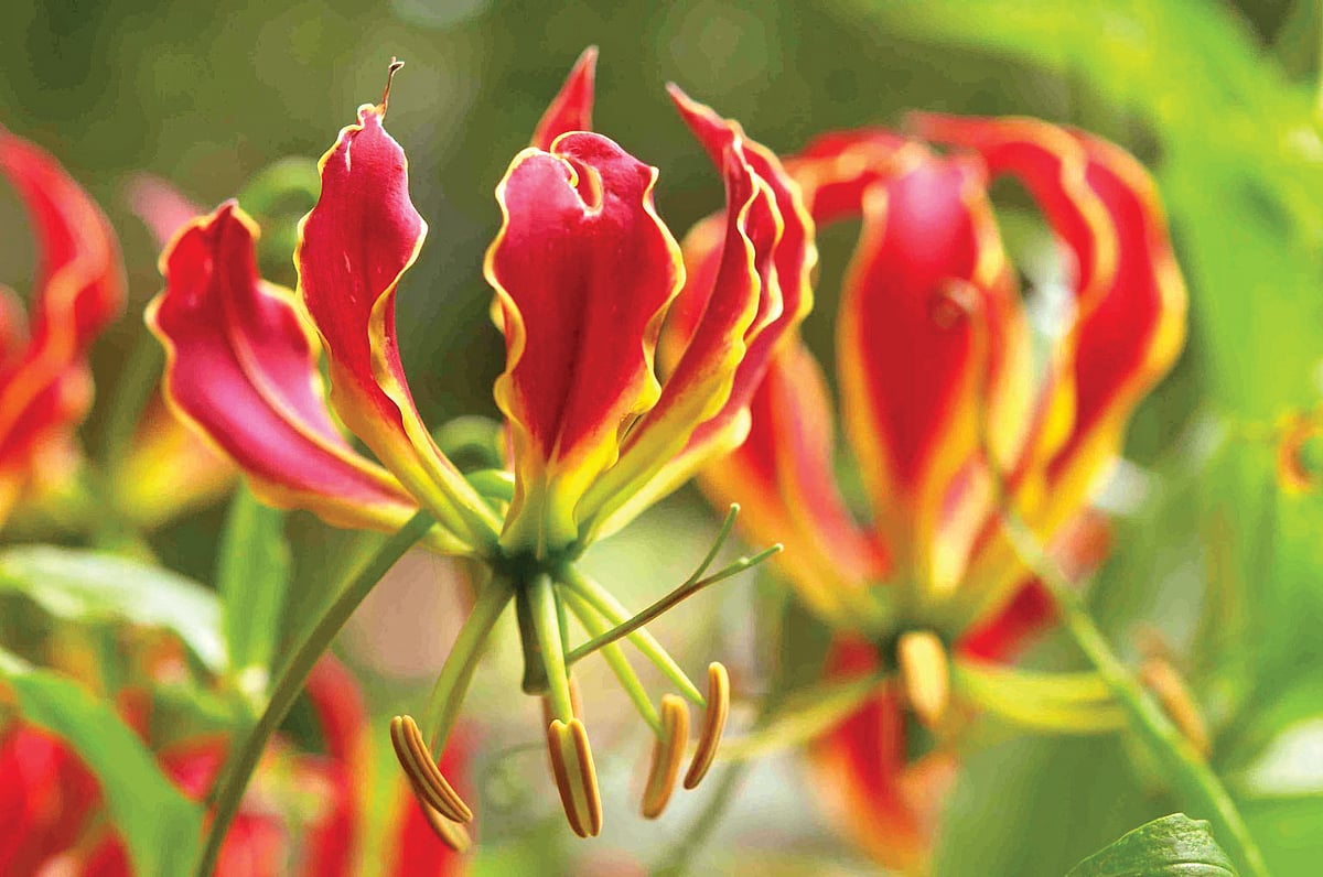 வண்ணமலர்கள் ஆறு!