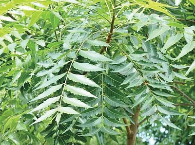 பெண்களுக்கான அழகுக் குறிப்புகள்!