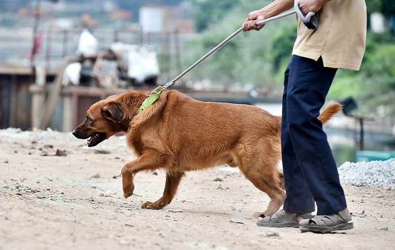 pet dog