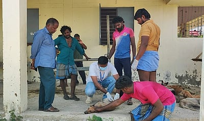 விராலிமலையில் ரேபீஸ் தடுப்பூசி செலுத்தும் பணி தொடக்கம்! 