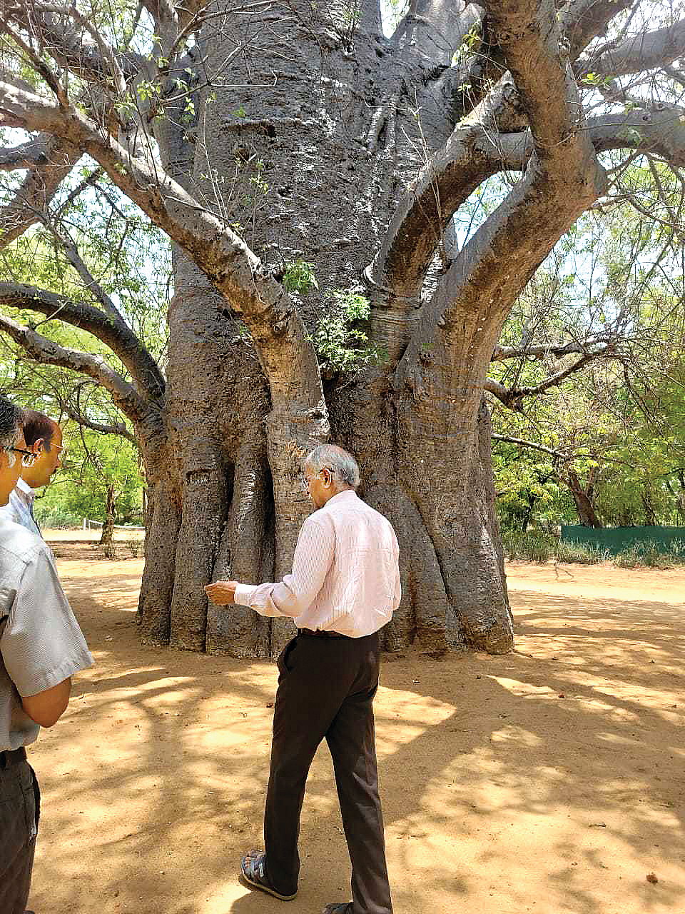 மதுரையில் பூத்த ஆப்பிரிக்க அதிசய மரம்!