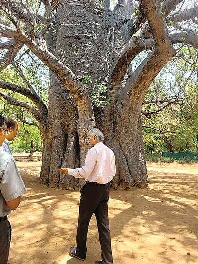 மதுரையில் பூத்த ஆப்பிரிக்க அதிசய மரம்!