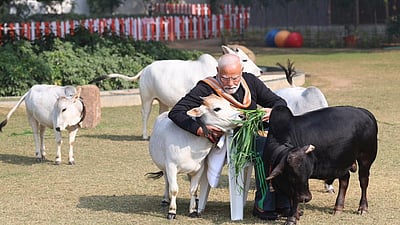 பசுவை விலங்காகக்கூட கருதுவதில்லை! தெருநாய் விவகாரத்தில் பிரதமர் மோடியால் சிரிப்பலை!